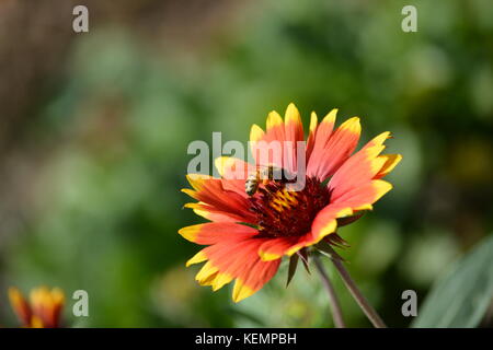 Macro shots of Autumn flowers with autumnal colors along the Charles River in Boston/Cambridge Massachusetts with Bees hovering collecting pollen. Stock Photo