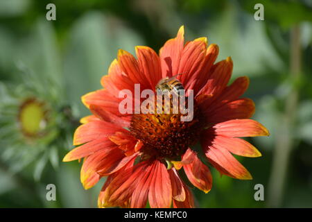 Macro shots of Autumn flowers with autumnal colors along the Charles River in Boston/Cambridge Massachusetts with Bees hovering collecting pollen. Stock Photo