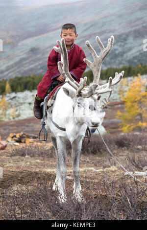 Little tsaatan boy in traditional Mongolian nomad outfit riding on his family's reindeer. Khuvsgol, Mongolia. Stock Photo