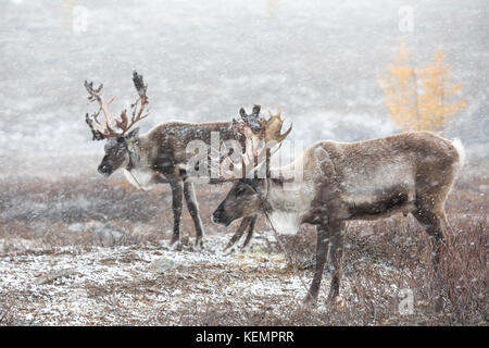 Two reindeer in a heavy snow storm. Khuvsgol, Mongolia. Stock Photo