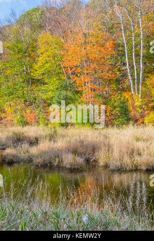 Wetlands in the District of Muskoka Ontario Canada photographed in autumn with beautiful saturated foliage. Stock Photo