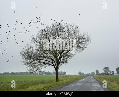 country road and tree with flock of sparrows in the dutch province of groningen Stock Photo