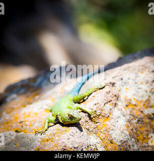 Emerald Swift lizard (Sceloporus Malachiticus) basking on a rock in Central America Stock Photo