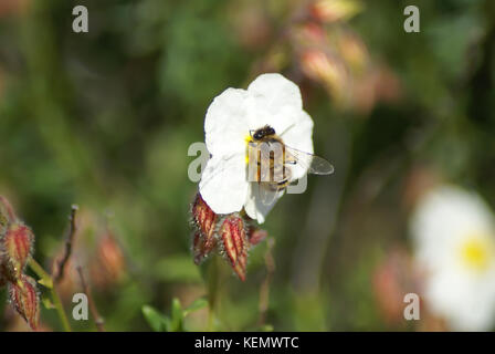 bee foraging a white rock rose flower  (Cistus monspellensis) in the south of France Stock Photo