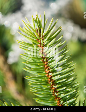 Fir tree branch lit by the sun Stock Photo - Alamy