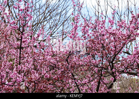 Pink cherry blossom tree. Blooming sakura tree branches, cloudy blue sky background. Stock Photo