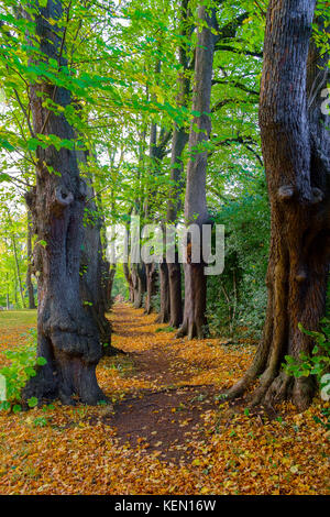 The Monk's Walk in the gardens of Guisborough Priory a diamond shaped area with avenues of Lime trees planted in 1773 around the circumference Stock Photo