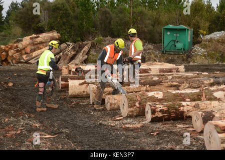KUMARA, NEW ZEALAND; SEPTEMBER 20, 2017: Forestry workers trim logs at a logging site near Kumara, West Coast, New Zealand Stock Photo