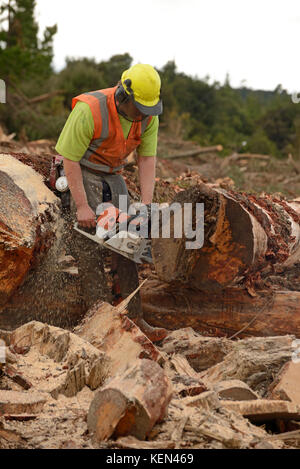 KUMARA, NEW ZEALAND, SEPTEMBER 20, 2017: A forestry worker cuts a Pinus radiata log to length at a logging site near Kumara, West Coast, New Zealand Stock Photo
