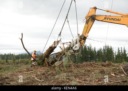 KUMARA, NEW ZEALAND, SEPTEMBER 20, 2017: A forestry worker removes the chain from a log at a logging site near Kumara, West Coast, New Zealand Stock Photo