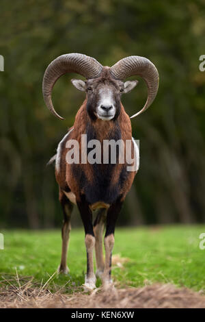 Big european moufflon in the nature habitat Stock Photo