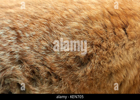 Close real texture of red fox fur Stock Photo