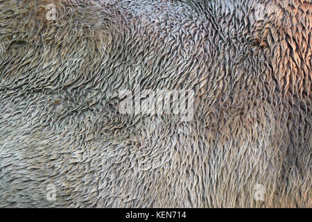 Close real texture of camel fur Stock Photo