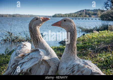 American buff geese upper Hudson River shoreline Stock Photo