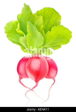 Isolated radishes. Bunch of three red radish vegetables with leaves isolated on white background with clipping path Stock Photo