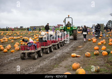 Pontefract, UK. 22nd Oct, 2017. Families and their children having fun during the festival.Pumpkin market is one of the exiting things locals can experience every year mainly around October in the market town in West Yorkshire, people travel there directly and choose their favorites Pumpkin from thousands, normally using a wheelbarrow to carry them outside, families and children having fun during the day, allowing their children to see the farm and nature. This is Farmer Copleys is based at Ravensknowle Farm, Purston Jaglin, Pontefract, by having experience of 140 years, it be Stock Photo