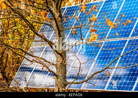 Large solar power panel with blue photovoltaic cells behind the young oak tree with a few dead leaves in a park. All-season photosynthesis. Stock Photo