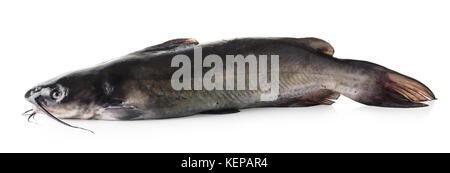 raw catfish close-up on white isolated background Stock Photo