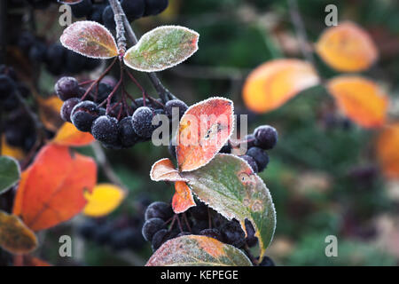 Aronia berries in October. Chokeberry covered with hoarfrost, macro photo with selective focus Stock Photo