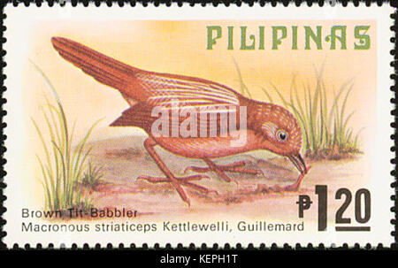 Macronus striaticeps 2 Stock Photo Alamy