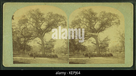 Old elm tree, Boston Common, from Robert N. Dennis collection of stereoscopic views Stock Photo