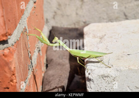 Mantis, climbing on a brick wall. The female mantis religios. Predatory insects. Huge green female mantis. Stock Photo