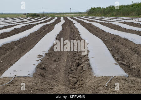 Greenhouses made of polymer film. Early spring in the garden greenhouses. Stock Photo