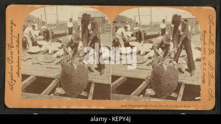 Shipping green turtle, Key West, Fla, from Robert N. Dennis collection of stereoscopic views 4 Stock Photo