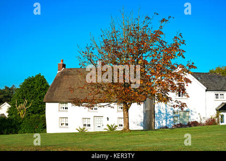 a traditional thatched roof cottage in the village of veryan, cornwall, england, britain, uk. Stock Photo