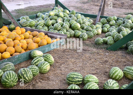 Collected in a pile of melons and watermelons. Rich harvest of watermelons and dyt in a heap at the point of sale directly at the field. Stock Photo