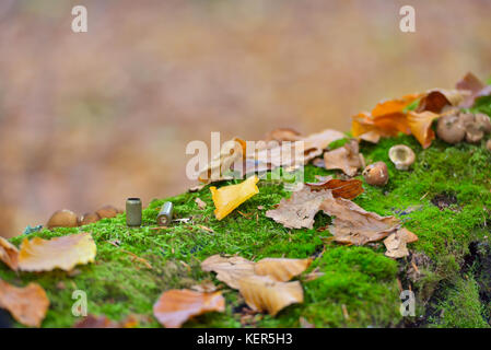 Bullet casings strewn on forest floor close up, autumn colors Stock Photo