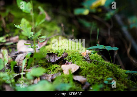 Growth on a fallen log Stock Photo