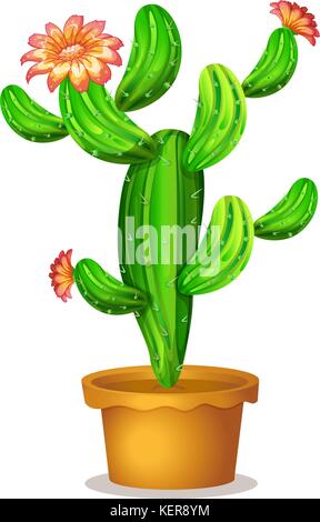 Illustration of a cactus plant with flowers on a white background Stock Vector