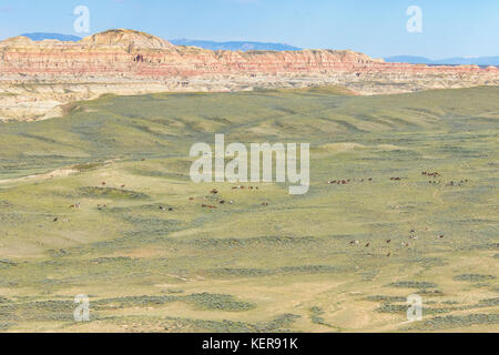 Aerial photo of wild mustangs in Wyoming Stock Photo