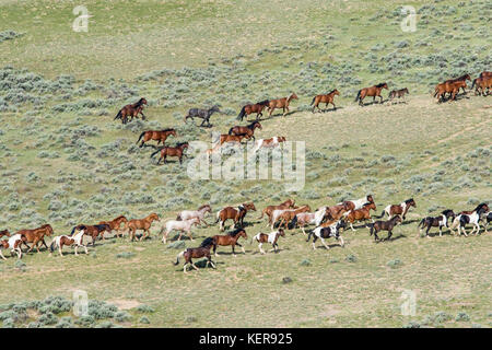 Aerial photo of wild mustangs in Wyoming Stock Photo