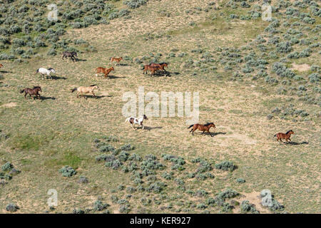 Aerial photo of wild mustangs in Wyoming Stock Photo