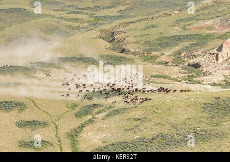 Aerial photo of wild mustangs in Wyoming Stock Photo