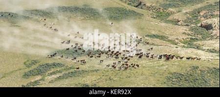 Aerial photo of wild mustangs in Wyoming Stock Photo