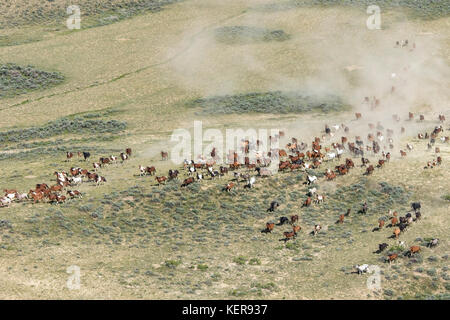 Large herd of wild mustangs in Wyoming Stock Photo