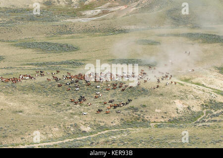 Large herd of wild mustangs in Wyoming Stock Photo