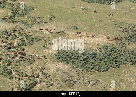 Aerial photos of wild mustangs in Wyoming Stock Photo