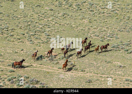 Aerial photos of wild mustangs in Wyoming Stock Photo