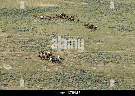 Aerial photos of wild mustangs in Wyoming Stock Photo