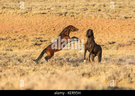 Wild mustang  stallions fighting in Wyoming Stock Photo