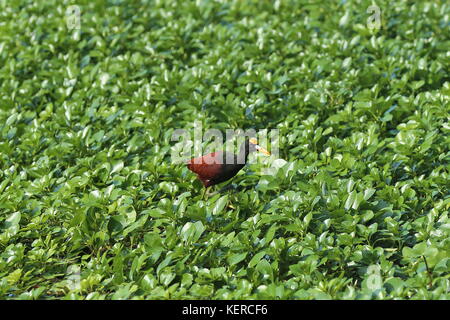 Northern Jacana (Jacana spinosa), Tortuguero National Park, Limón province, Caribbean Sea, Costa Rica, Central America Stock Photo