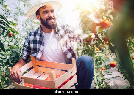 Male farmer picking fresh tomatoes from his hothouse garden Stock Photo