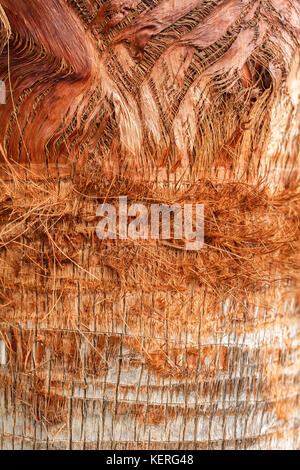 Texture of palm tree bark. Beautiful bark pattern. Close-up. Stock Photo