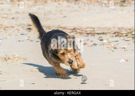 Dog running on a beach. Stock Photo