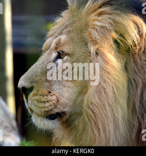 Male Asiatic lion (Panthera leo persica), also known as the Indian lion and Persian lion. Close up head side view shot of endangered big cat. Stock Photo