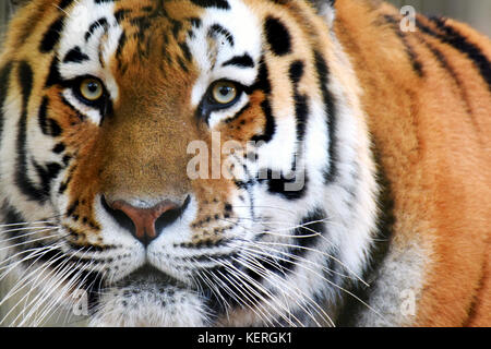 Siberian tiger (Panthera tigris altaica), also called Amur tiger looking intensive at camera. Horizontal close up image. Stock Photo